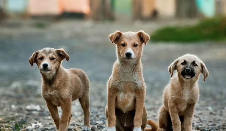 Atlanta Restarts Animal Control Services with Fulton County After 3-Month Hiatus