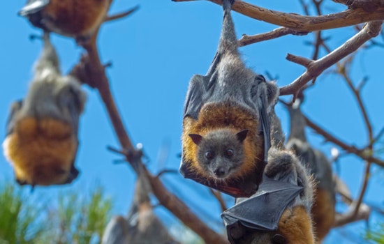Austin-Based Bat World Sanctuary Rescues Endangered Bats at San Antonio Apartments