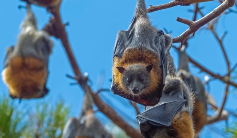 Austin-Based Bat World Sanctuary Rescues Endangered Bats at San Antonio Apartments