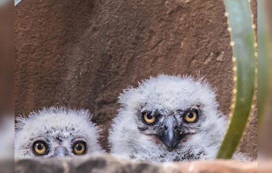 Austin’s Nighttime Star Athena the Owl Charms Viewers on Wildflower Center's Live Stream