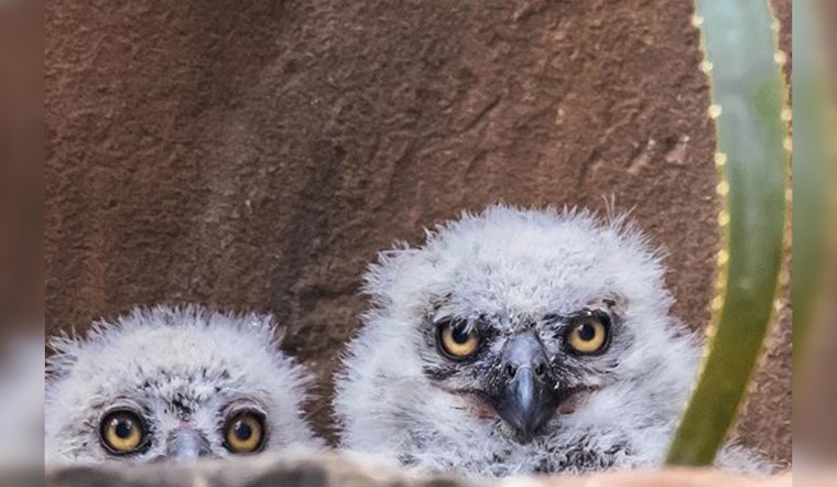 Austin’s Nighttime Star Athena the Owl Charms Viewers on Wildflower Center's Live Stream