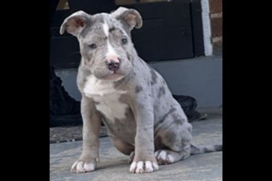 Authorities in Washington D.C. Appeal for Help to Find Puppy Stolen in Home Burglary