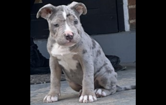 Authorities in Washington D.C. Appeal for Help to Find Puppy Stolen in Home Burglary