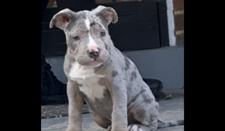 Authorities in Washington D.C. Appeal for Help to Find Puppy Stolen in Home Burglary