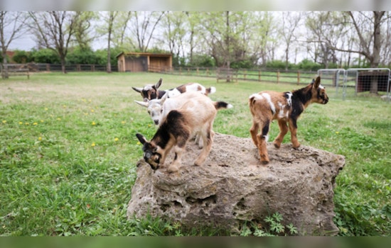 Baby Goat Boom at Nashville Zoo with Birth of Adorable Nigerian Dwarf Twins