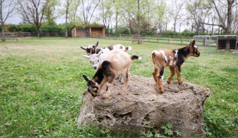 Baby Goat Boom at Nashville Zoo with Birth of Adorable Nigerian Dwarf Twins