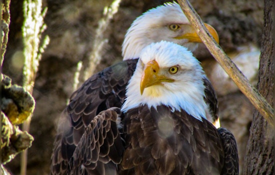 Bald Eagles Soar Above Urban Expansion in The Woodlands as Houston Marvels at Their Resurgence