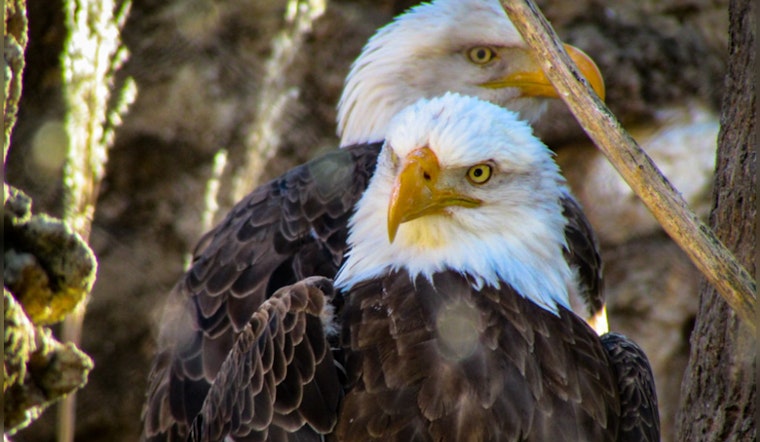 Bald Eagles Soar Above Urban Expansion in The Woodlands as Houston Marvels at Their Resurgence