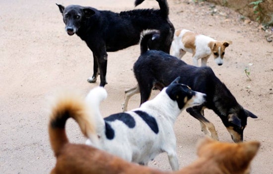 Bexar County Invests $8.8 Million to Combat Stray Dog Issue with Expanded Shelter in San Antonio