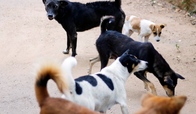 Bexar County Invests $8.8 Million to Combat Stray Dog Issue with Expanded Shelter in San Antonio