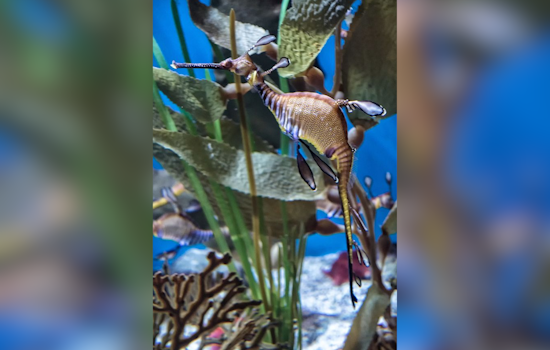 Birch Aquarium Celebrates Second Successful Weedy Seadragon Egg Transfer on Earth Day