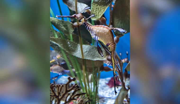 Birch Aquarium Celebrates Second Successful Weedy Seadragon Egg Transfer on Earth Day
