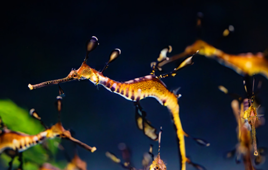 Birch Aquarium's New Stars, San Diego Welcomes Home-Bred Weedy Seadragons to Public Exhibit
