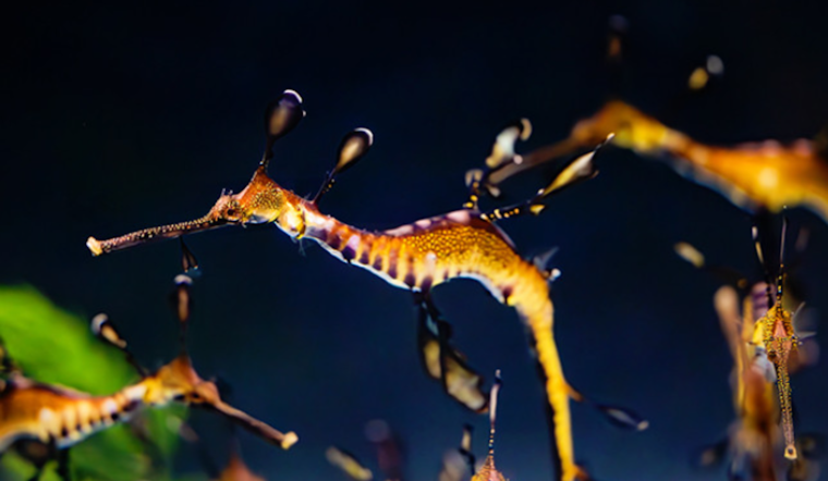 Birch Aquarium's New Stars, San Diego Welcomes Home-Bred Weedy Seadragons to Public Exhibit