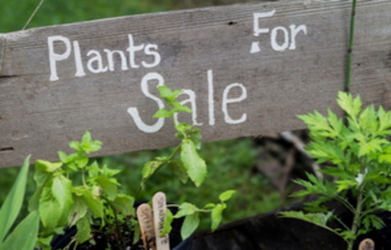 Blaine's Soil and Sunshine Garden Club Blossoms with Community Spirit, Scholarships, and Upcoming Plant Sale