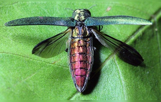 Bloomington Ramps Up Defense and Community Efforts Against Emerald Ash Borer at Dwan Golf Course
