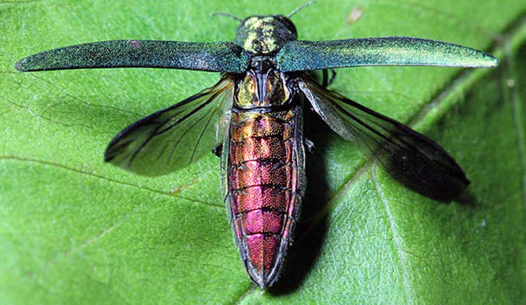 Bloomington Ramps Up Defense and Community Efforts Against Emerald Ash Borer at Dwan Golf Course