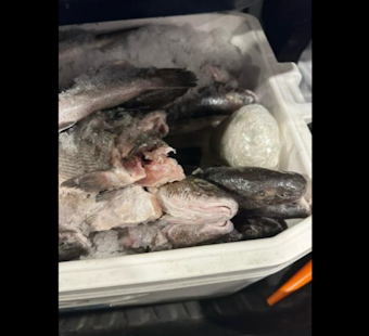 Calexico CBP Officers Intercept 47 Pounds of Meth Hidden Among Fish in Ice Chest
