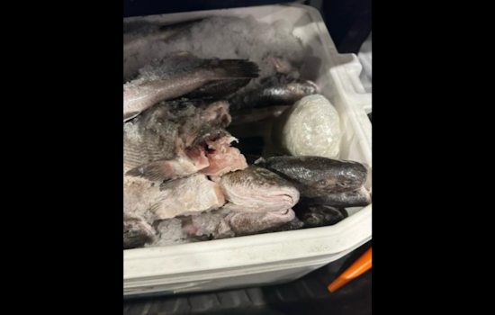 Calexico CBP Officers Intercept 47 Pounds of Meth Hidden Among Fish in Ice Chest