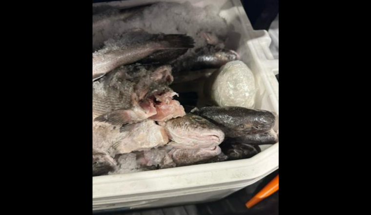 Calexico CBP Officers Intercept 47 Pounds of Meth Hidden Among Fish in Ice Chest