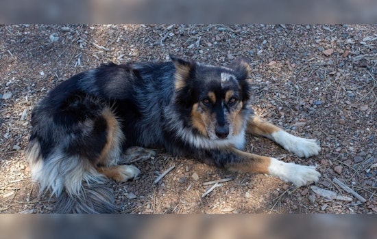 California Dog Owners Warned of Lethal Salmon Poisoning Disease by CDFW