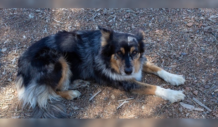 California Dog Owners Warned of Lethal Salmon Poisoning Disease by CDFW