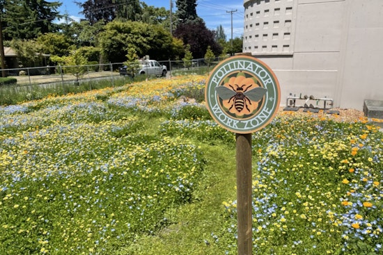 City Light Sows Seeds of Hope for Pollinators, Urges Public to Cultivate Backyard Sanctuaries
