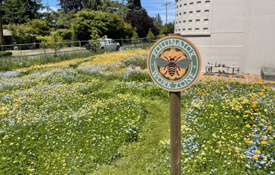 City Light Sows Seeds of Hope for Pollinators, Urges Public to Cultivate Backyard Sanctuaries