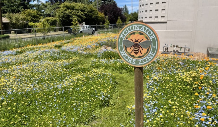City Light Sows Seeds of Hope for Pollinators, Urges Public to Cultivate Backyard Sanctuaries