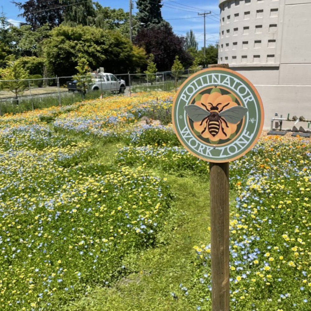 City Light Sows Seeds of Hope for Pollinators, Urges Public to Cultivate Backyard Sanctuaries