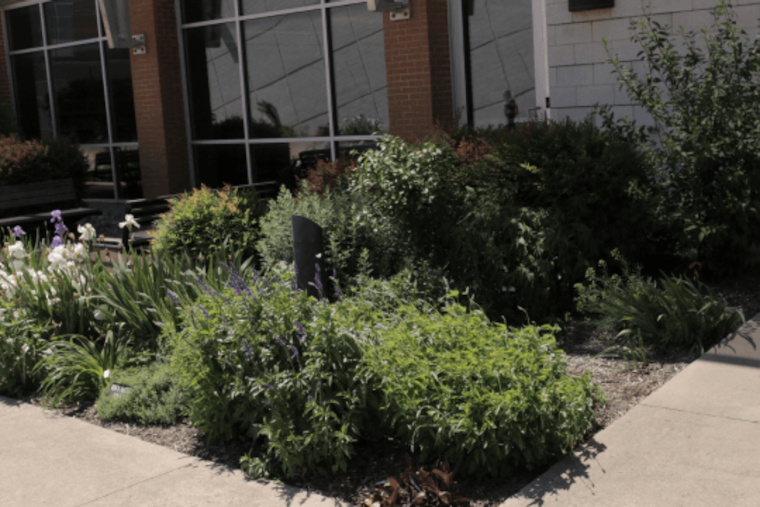 Collin County Master Gardeners Begin Rehoming Plants for Allen Courtyard Gardens Expansion