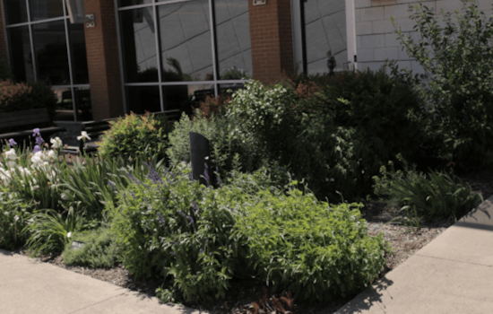 Collin County Master Gardeners Begin Rehoming Plants for Allen Courtyard Gardens Expansion
