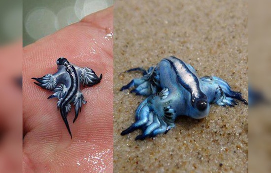 Corpus Christi Coastline Awash with Stunning Yet Venomous Marine Creatures