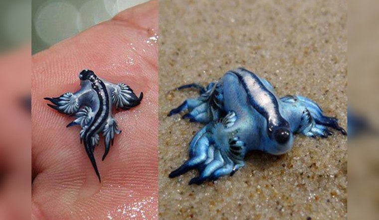 Corpus Christi Coastline Awash with Stunning Yet Venomous Marine Creatures