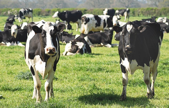 Dairy Milk Safety Asserted Amid Avian Flu Concerns, FDA and Health Experts Keep Watchful Eye