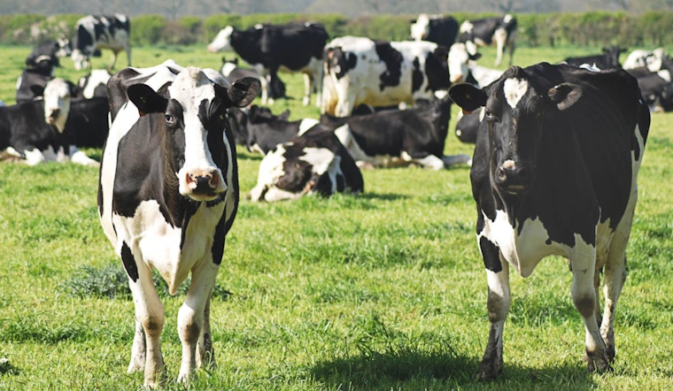Dairy Milk Safety Asserted Amid Avian Flu Concerns, FDA and Health Experts Keep Watchful Eye