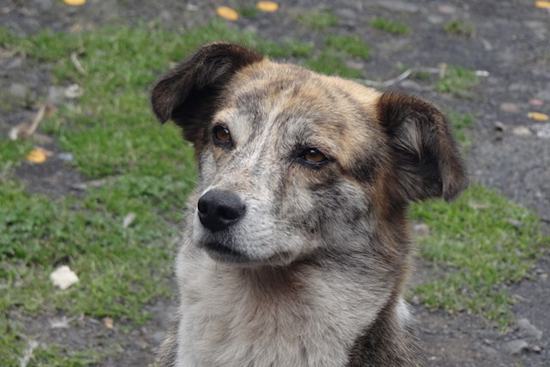 Dallas Animal Services Offers $50 Petco Gift Cards to Encourage Adoption Amid Canine Overcrowding Crisis