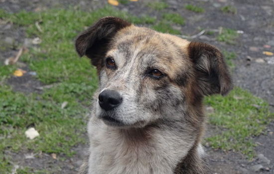 Dallas Animal Services Offers $50 Petco Gift Cards to Encourage Adoption Amid Canine Overcrowding Crisis
