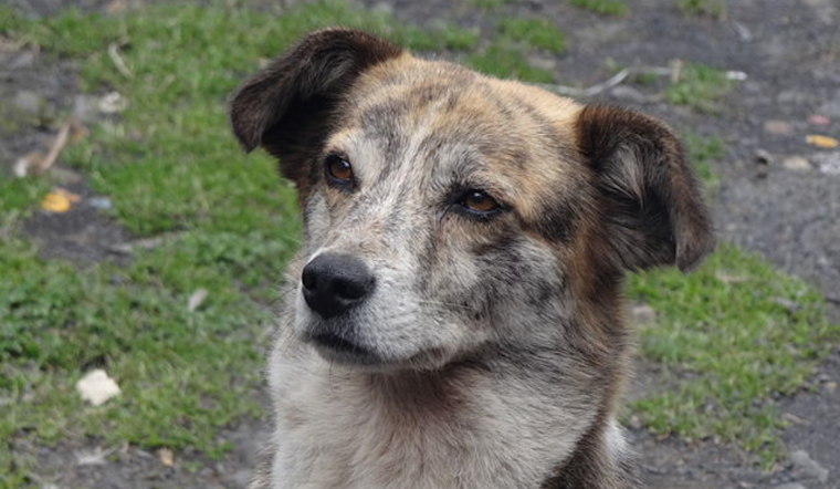 Dallas Animal Services Offers $50 Petco Gift Cards to Encourage Adoption Amid Canine Overcrowding Crisis