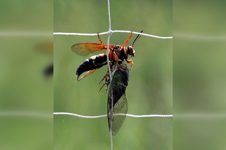 Cicadas and Killer Wasps Swarm Georgia, South Carolina, and Historic Emergence in Illinois