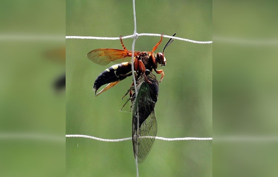 Cicadas and Killer Wasps Swarm Georgia, South Carolina, and Historic Emergence in Illinois