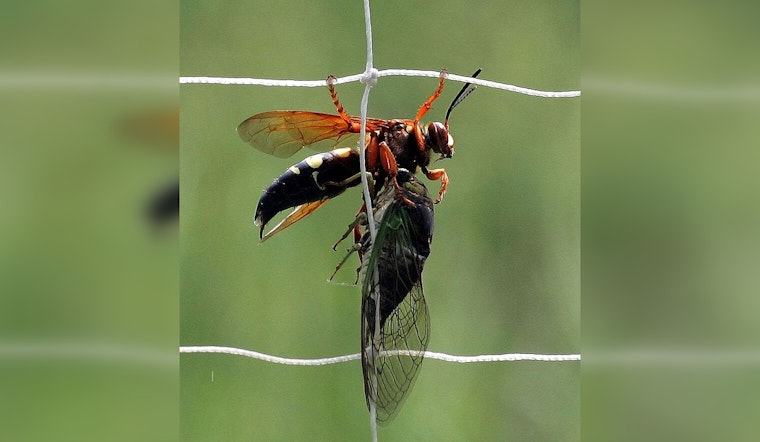 Cicadas and Killer Wasps Swarm Georgia, South Carolina, and Historic Emergence in Illinois