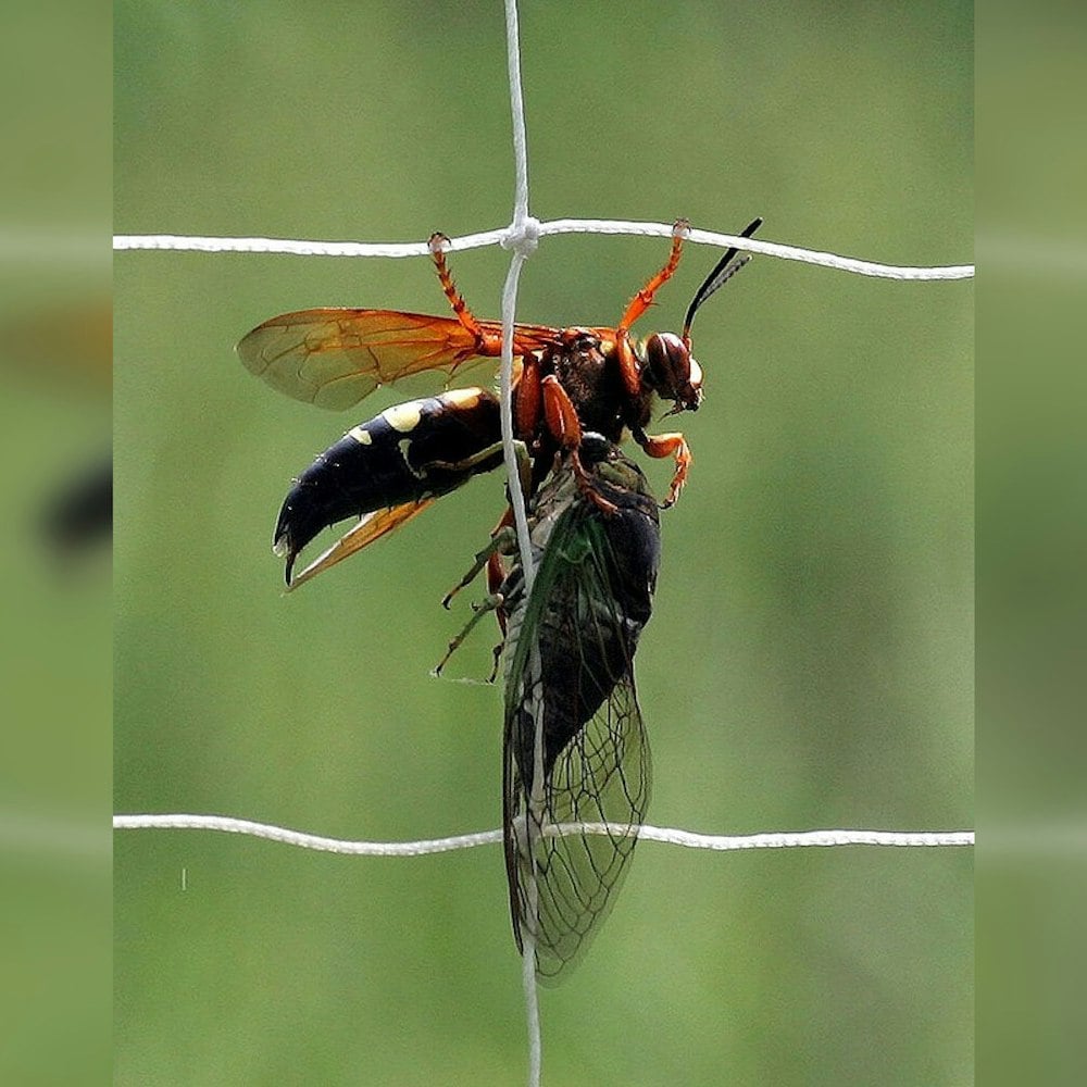 Cicadas and Killer Wasps Swarm Georgia, South Carolina, and Historic Emergence in Illinois