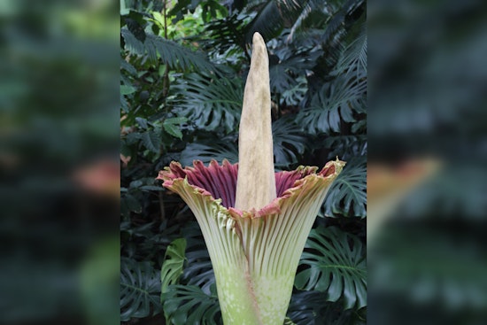 Dexter's Own 'Corpsy', Michigan's Rare Corpse Flower Set to Unleash its Potent Bloom