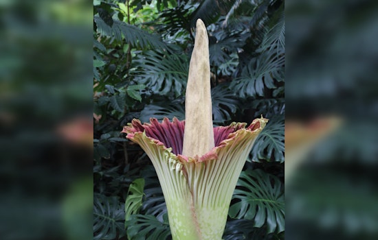 Dexter's Own 'Corpsy', Michigan's Rare Corpse Flower Set to Unleash its Potent Bloom