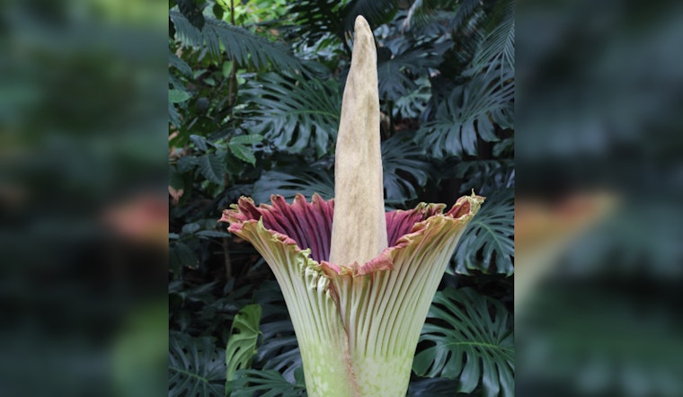 Dexter's Own 'Corpsy', Michigan's Rare Corpse Flower Set to Unleash its Potent Bloom