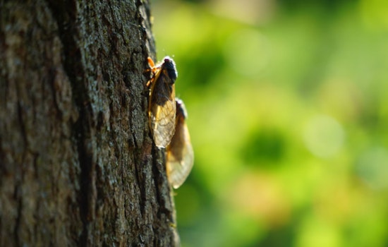 East Tennessee Braces for Brood XIX Cicada Emergence After 13 Years Underground