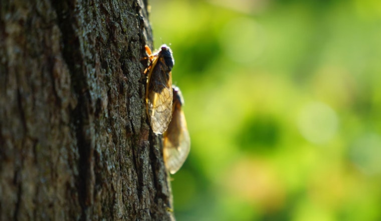 East Tennessee Braces for Brood XIX Cicada Emergence After 13 Years Underground