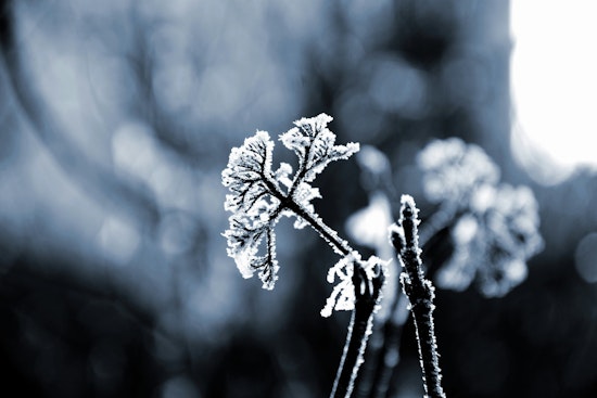 East Tennessee Hit with Frost Advisory, Chilly Mornings and Rain Predicted for the Week Ahead