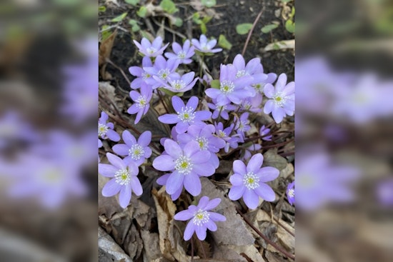 Eloise Butler Wildflower Garden and Bird Sanctuary Launches 117th Season in Minneapolis